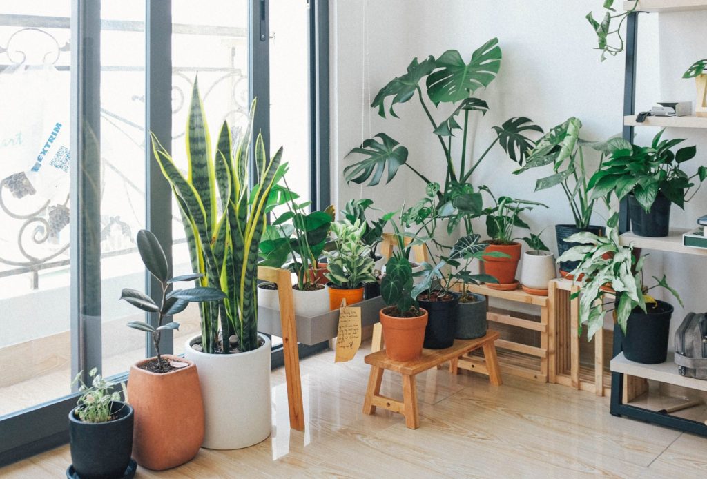 reduce noise pollution with indoor plants